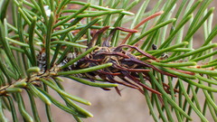 Adelges lariciatus
