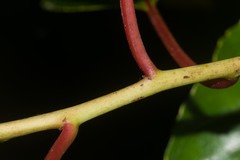 Perrottetia sandwicensis