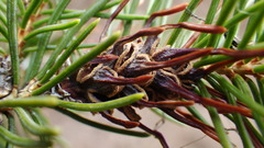 Adelges lariciatus