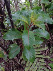 Perrottetia sandwicensis