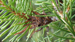 Adelges lariciatus