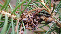 Adelges lariciatus
