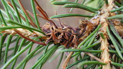Adelges lariciatus