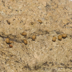 Nerita versicolor