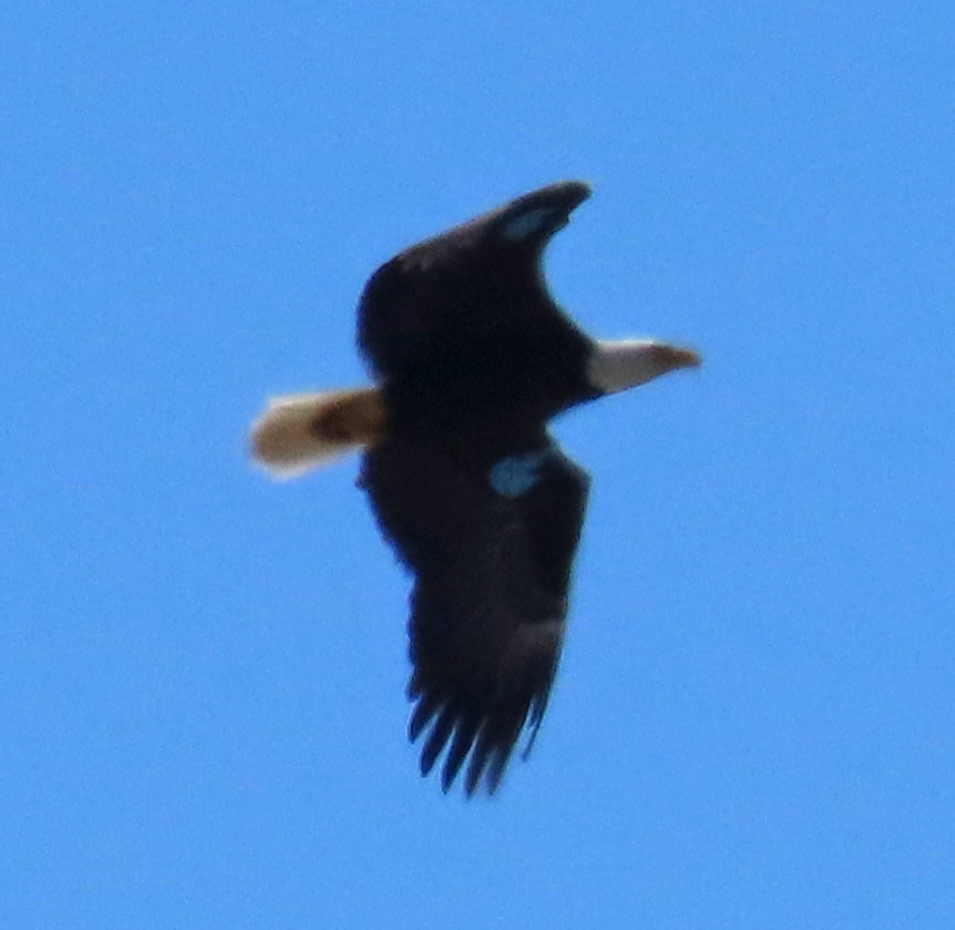 Bald Eagle From Anaheim Hills, Anaheim, Ca, Usa On March 27, 2022 At 12 