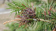 Adelges lariciatus