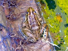 Lithobates magnaocularis