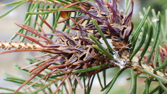Adelges lariciatus