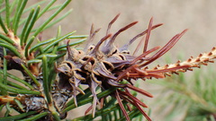 Adelges lariciatus