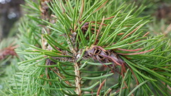 Adelges lariciatus
