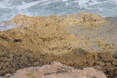 Nerita versicolor