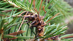 Adelges lariciatus