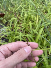 Scleria gaertneri