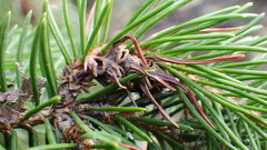 Adelges lariciatus