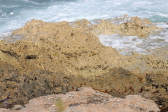 Nerita versicolor