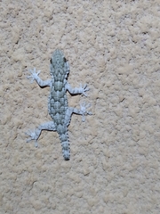 Tarentola mauritanica