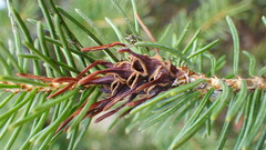 Adelges lariciatus