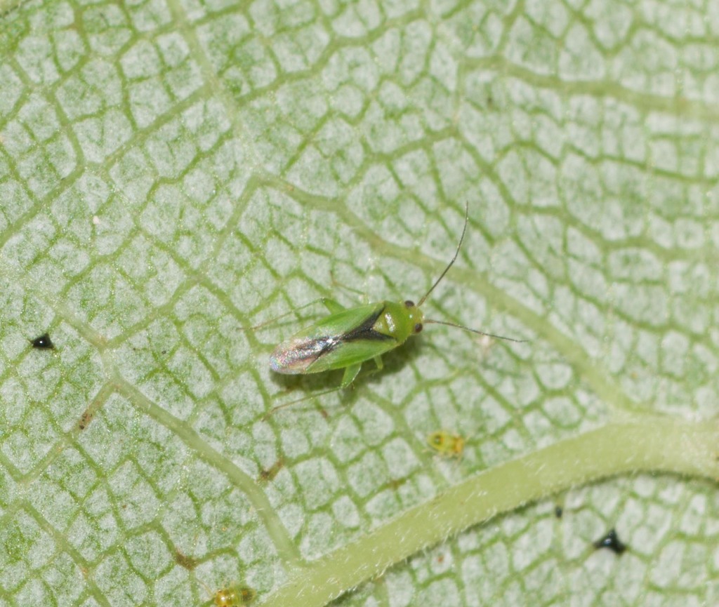 Orthotylus tantali