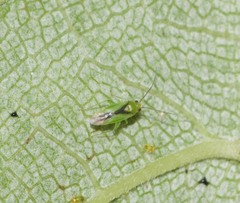 Orthotylus tantali