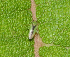 Orthotylus tantali