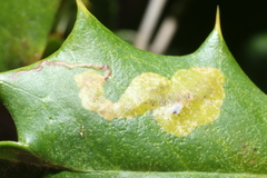 Phytomyza ilicicola