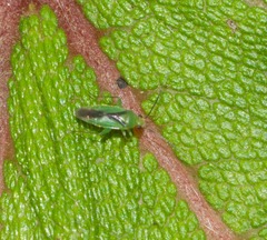 Orthotylus tantali
