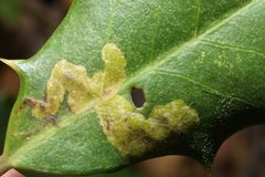 Phytomyza ilicicola