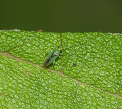 Orthotylus tantali