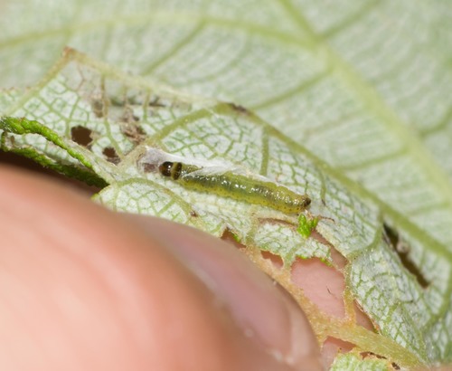 Spheterista urerana, 2022-04-02