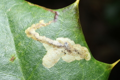 Phytomyza ilicicola
