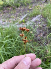 Rhynchospora fascicularis