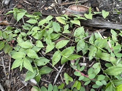 Ichnanthus pallens