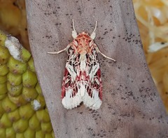 Spodoptera picta