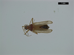 Thylodrias contractus