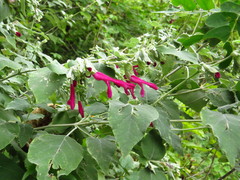 Salvia pringlei