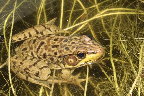 Green Frog