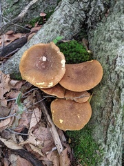 Xanthoconium affine maculosus