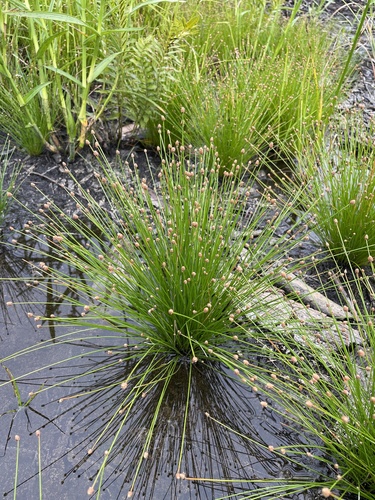 Eleocharis geniculata iNat (1)