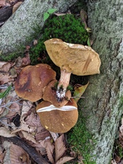 Xanthoconium affine maculosus