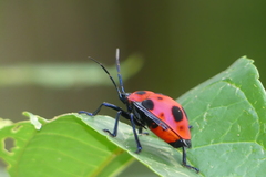 Poecilocoris nepalensis