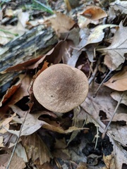 Leccinum snellii