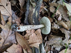 Leccinum snellii