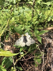 Parnassius glacialis