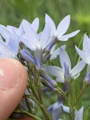 Amsonia ciliata texana