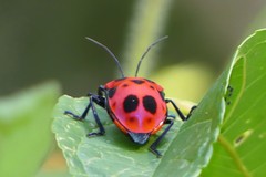 Poecilocoris nepalensis