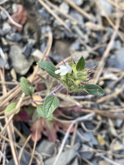 Acanthomintha lanceolata