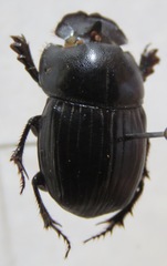Copris lugubris
