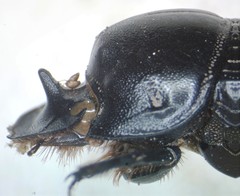 Copris lugubris