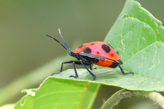 Poecilocoris nepalensis