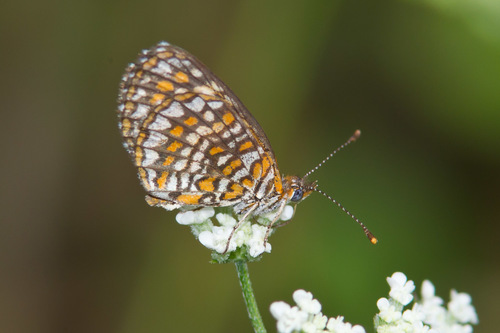 Elada Checkerspot